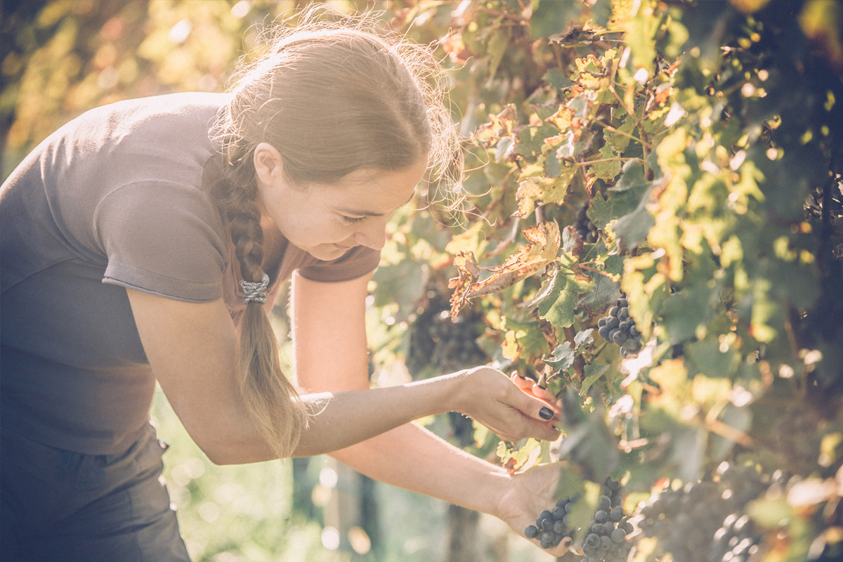 Les vignerons | Agence Class Vins Conseils | Bar Éphémère | Gladys et Maturin - 27